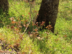 Toxicodendron diversilobum