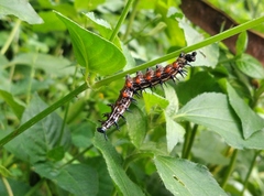 Doleschallia bisaltide