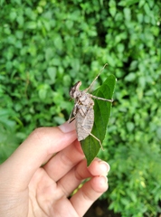 Epophthalmia vittata