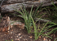 Sansevieria aethiopica