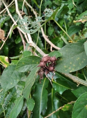 Magnoliopsida