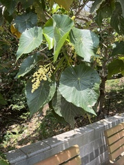 Macaranga tanarius
