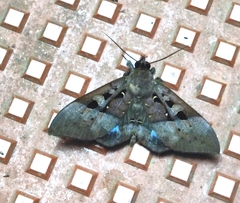 Ischyja marapok