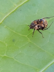 Dasyvalgus formosanus