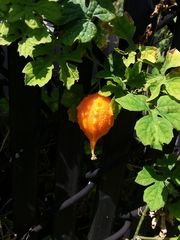 Momordica charantia
