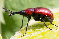 Merhynchites wickhami