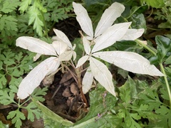 Aesculus californica