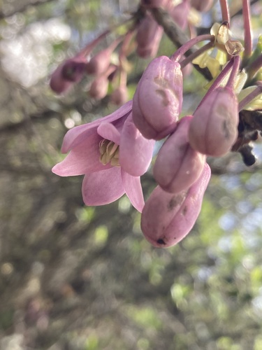 Stauntonia latifolia, photograph 5