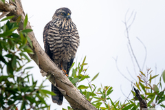 Accipiter fasciatus vigilax