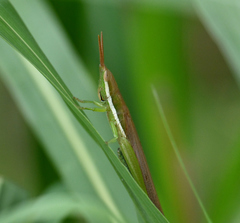 Leptysma marginicollis