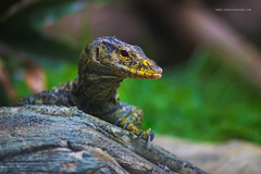 Gray's Monitor photo 1