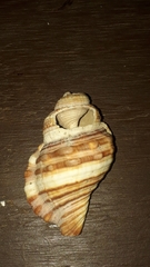 Cymatiidae