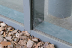 Brachypremna dispellens