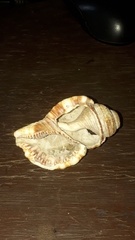 Cymatiidae