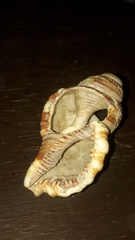 Cymatiidae