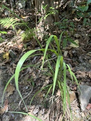 Poaceae