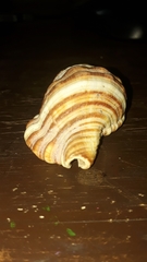 Cymatiidae