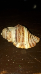 Cymatiidae