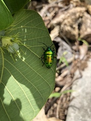 Calliphara excellens