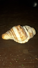 Cymatiidae