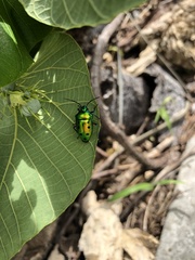 Calliphara excellens