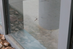 Brachypremna dispellens