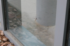 Brachypremna dispellens