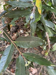 Syzygium