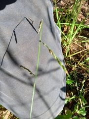 Eriochloa pseudoacrotricha
