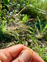 Eriochloa pseudoacrotricha