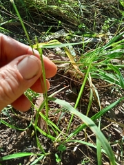 Eriochloa pseudoacrotricha