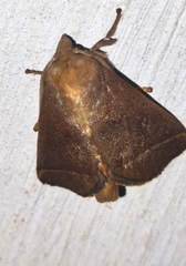 Quasithosea obliquistriga