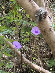 Ipomoea cairica