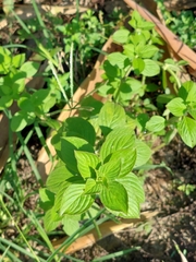 Spermacoce latifolia