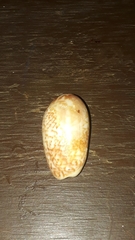 Oliva julieta