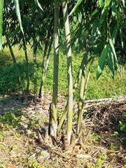 Dendrocalamus giganteus