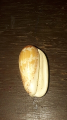 Oliva julieta