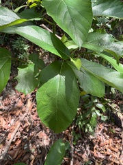 Ficus