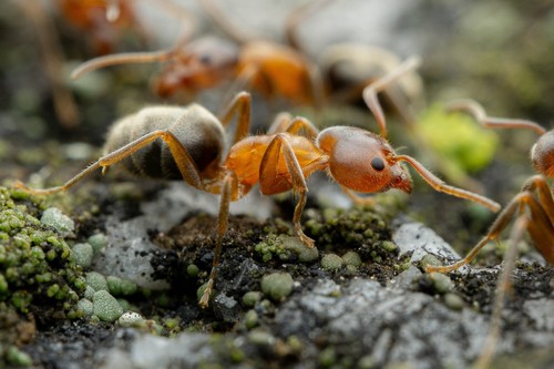Western Velvety Tree Ant photo 3