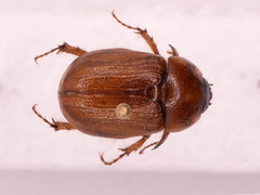 Cyclocephala borealis
