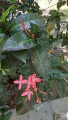 Ixora casei