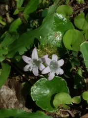 Richardia grandiflora