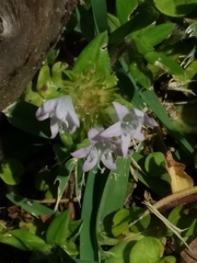 Richardia grandiflora