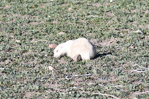 Gunnison's Prairie Dog