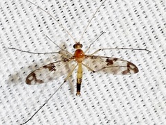 Macrocerinae