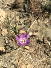 Clarkia purpurea