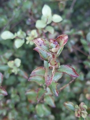 Pittosporum tenuifolium