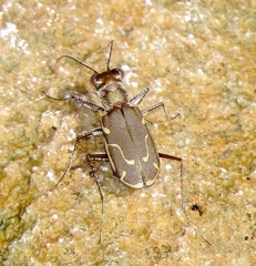 Cicindela tenuisignata