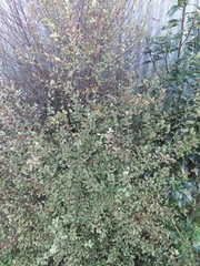 Pittosporum tenuifolium