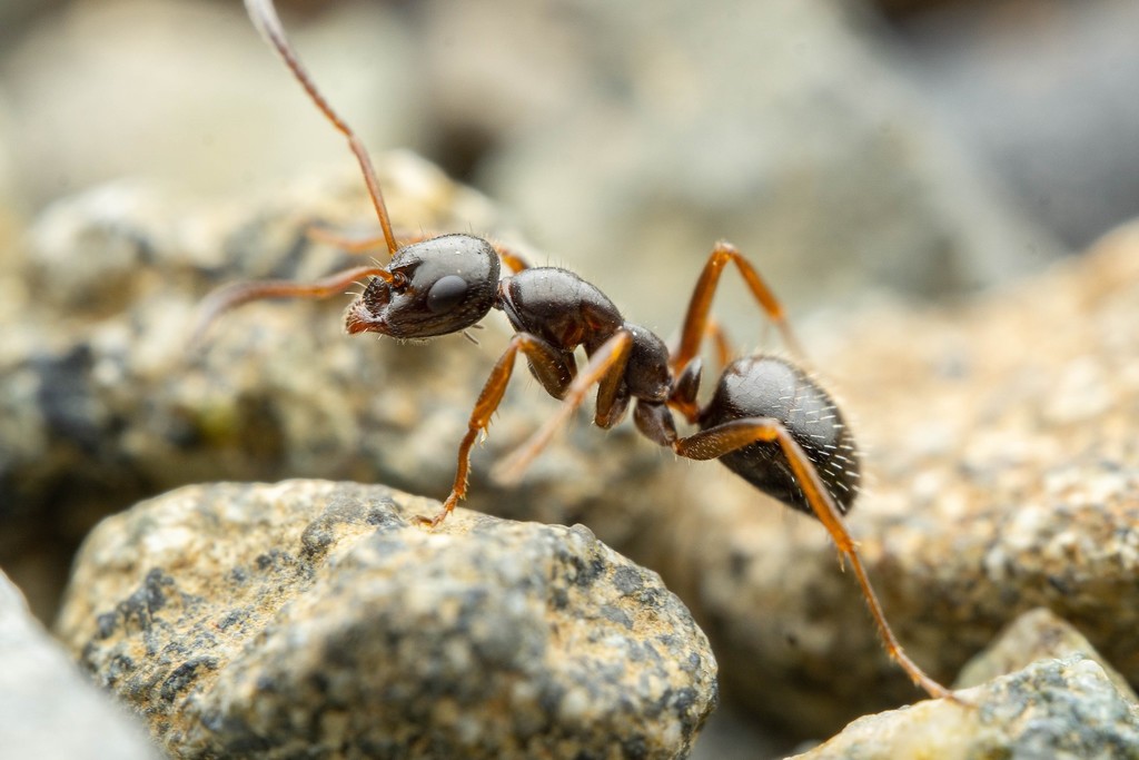 Formica lasioides